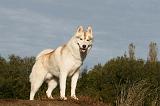 SIBERIAN HUSKY 775